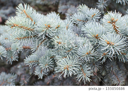 Branches of blue spruce close up 133850886