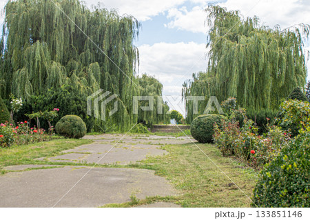 Willow Trees Along a Stone Path in garden. Greenery Nature outdoors. Landscape design 133851146