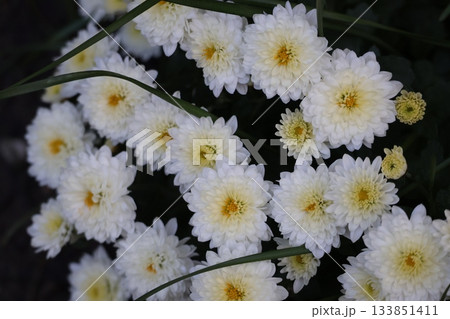 白い花びら菊の花のアップの風景 白い花びら菊の花のアップの風景 133851411