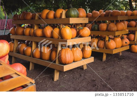 Flat illustration is showing pumpkins being arranged on tiered wooden racks with apple crate Flat illustration is showing pumpkins being arranged on tiered wooden racks with apple crate 133851710