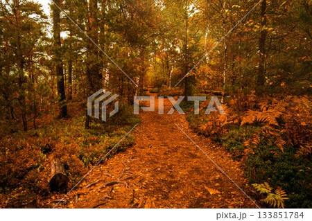 Leaf-covered dirt trail is winding through autumn woodland in flat design with cut log and roots 133851784