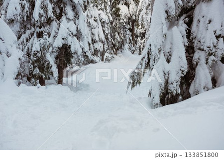Snow covered forest during winter Snow covered forest during winter 133851800