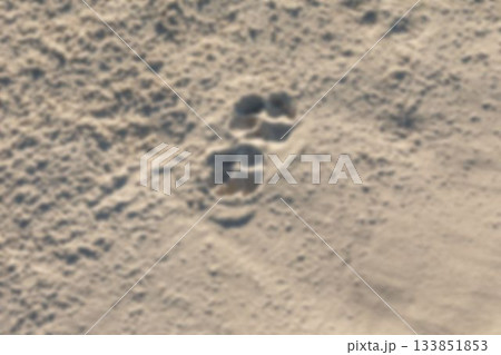 Canine paw print is being shown in flat design on textured sandy ground with small shadows 133851853