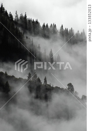 fog covering the pines on the top of the mountain fog covering the pines on the top of the mountain 133852013