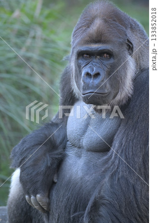 いつでも来てくれよ、また会おうと誘う顔のゴリラのポートレート 133852018