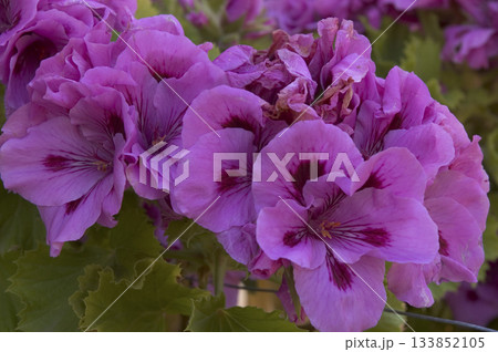 closeup image of various pink flowers... closeup image of various pink flowers... 133852105