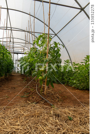 Tomato plants growing in greenhouse using drip irrigation Tomato plants growing in greenhouse using drip irrigation 133852278