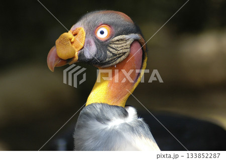 buzzard vulture photographed close-up 133852287