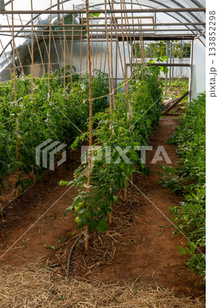 Tomato plants growing inside a greenhouse polytunnel 133852298