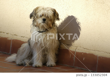 dog waiting for patient on the terrace dog waiting for patient on the terrace 133852304