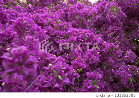 picture of the multitude of flowers of a bougainvillea plant picture of the multitude of flowers of a bougainvillea plant 133852305