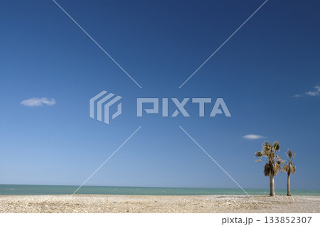 image of a beach without people, with two palm trees on the shore 133852307