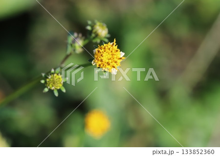 秋の野原に咲く黄色いコセンダングサの花 秋の野原に咲く黄色いコセンダングサの花 133852360