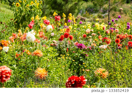 Abundance of Colorful Dahlias in Summer Garden Abundance of Colorful Dahlias in Summer Garden 133852419