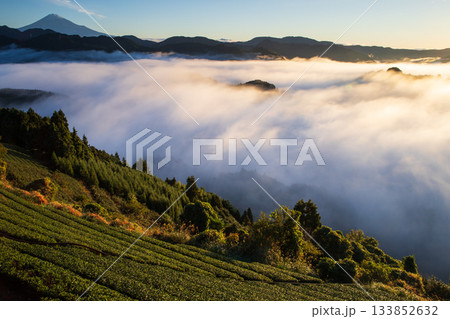 雲海に浮かぶ茶畑と富士山 133852632