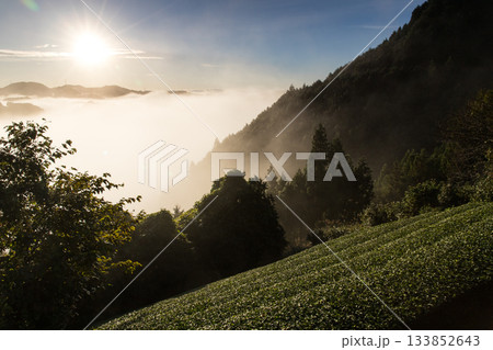 雲海に浮かぶ茶畑 133852643