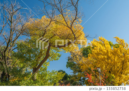晩秋の淀城跡公園の樹林　京都市伏見区　 133852738