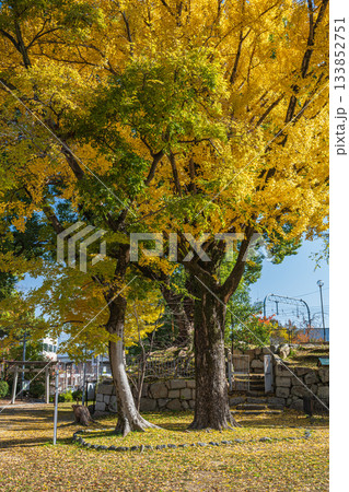 晩秋の淀城跡公園　黄色く色づいたイチョウ　京都市伏見区　 133852751