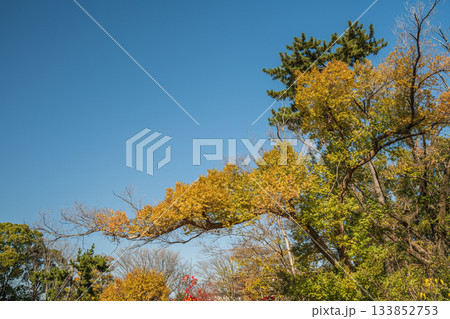 晩秋の淀城跡公園の樹林　京都市伏見区　 133852753