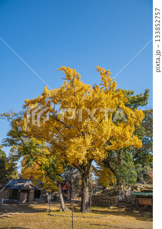 晩秋の淀城跡公園　黄色く色づいたイチョウ　京都市伏見区　 133852757