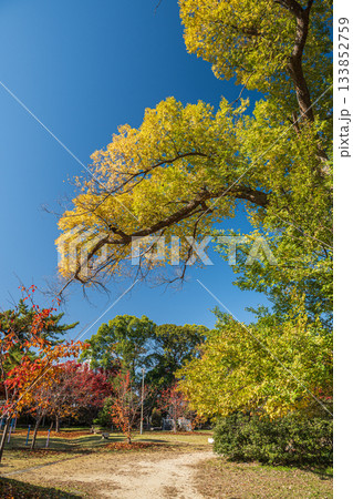 晩秋の淀城跡公園　京都市伏見区　 133852759
