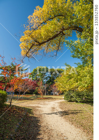 晩秋の淀城跡公園 京都市伏見区 晩秋の淀城跡公園 京都市伏見区 133852760