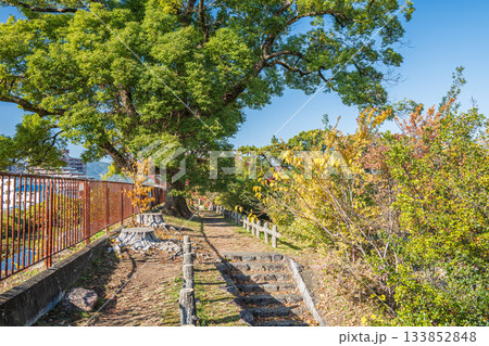 晩秋の淀城跡公園　京都市伏見区　 133852848