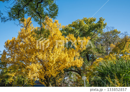 晩秋の淀城跡公園の樹林　京都市伏見区　 133852857