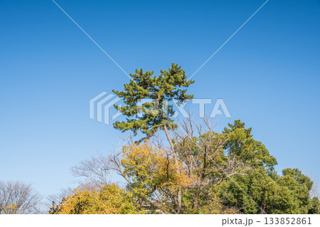 晩秋の淀城跡公園　快晴の空に映えるマツ　京都市伏見区　 133852861