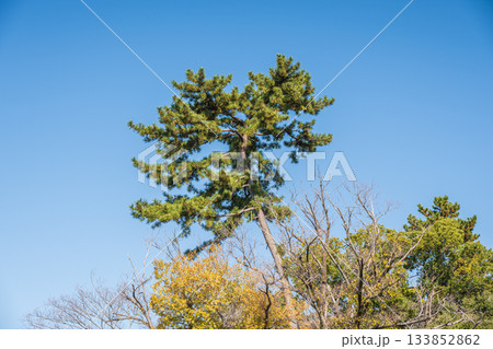 晩秋の淀城跡公園　快晴の空に映えるマツ　京都市伏見区　 133852862