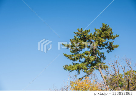晩秋の淀城跡公園 快晴の空に映えるマツ 京都市伏見区 晩秋の淀城跡公園 快晴の空に映えるマツ 京都市伏見区 133852863