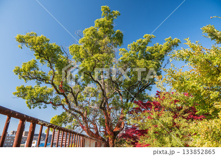 晩秋の淀城跡公園の樹林 京都市伏見区 晩秋の淀城跡公園の樹林 京都市伏見区 133852865