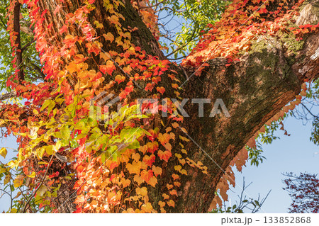 晩秋の淀城跡公園の樹林　紅葉したツタに絡まれた大木　京都市伏見区　 133852868