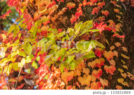 晩秋の淀城跡公園の樹林　黄色く色づいた木の葉　京都市伏見区　 133852869