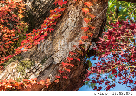 晩秋の淀城跡公園の樹林　紅葉したツタに絡まれた大木　京都市伏見区　 133852870