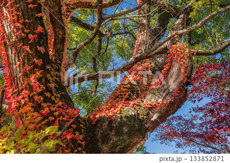 晩秋の淀城跡公園の樹林　紅葉したツタに絡まれた大木　京都市伏見区　 133852871