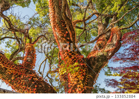 晩秋の淀城跡公園の樹林　紅葉したツタに絡まれた大木　京都市伏見区　 133852884