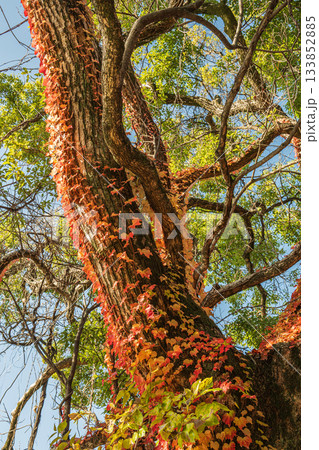 晩秋の淀城跡公園の樹林　紅葉したツタに絡まれた大木　京都市伏見区　 133852885