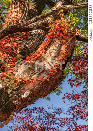 晩秋の淀城跡公園の樹林 紅葉したツタに絡まれた大木 京都市伏見区 晩秋の淀城跡公園の樹林 紅葉したツタに絡まれた大木 京都市伏見区 133852888