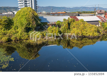 晩秋の淀城跡公園の樹林 京都市伏見区 晩秋の淀城跡公園の樹林 京都市伏見区 133852894