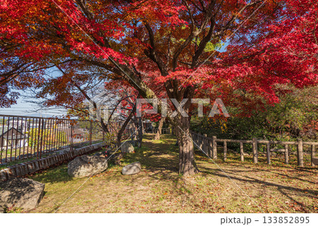 晩秋の淀城跡公園の樹林 京都市伏見区 晩秋の淀城跡公園の樹林 京都市伏見区 133852895