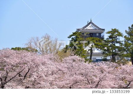 桜景　岡崎城 133853199