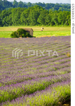 Summer landscape with lavender fields, France 133853223