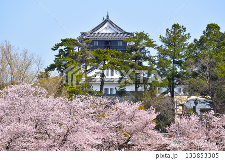 桜景 岡崎城 桜景 岡崎城 133853305