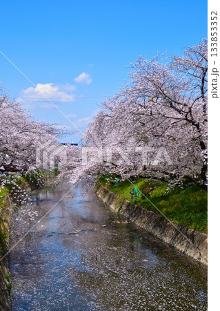 桜景　岩倉五条川 133853352