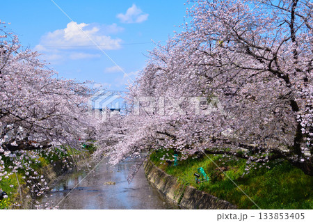 桜景　岩倉五条川 133853405