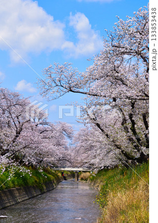 桜景 岩倉五条川 桜景 岩倉五条川 133853438