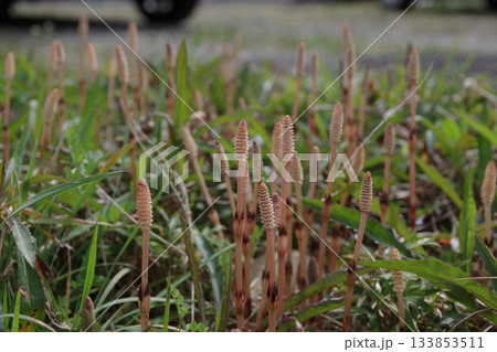 春を告げる無敵の雑草土筆ん坊3 133853511
