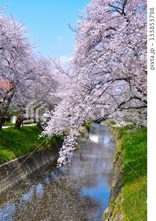 桜景 岩倉五条川 桜景 岩倉五条川 133853798