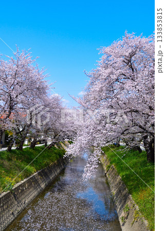 桜景 岩倉五条川 桜景 岩倉五条川 133853815